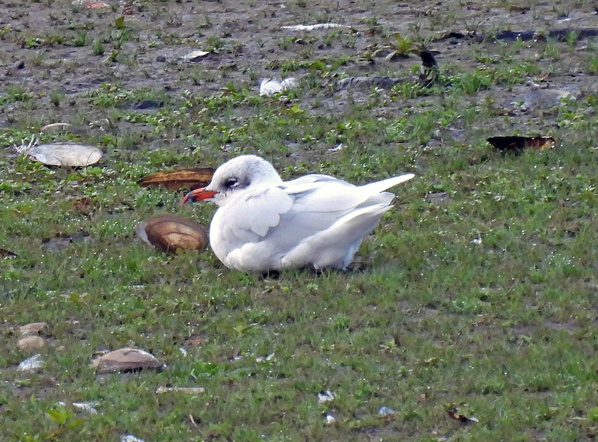 Mediterranean Gull - ML644605472