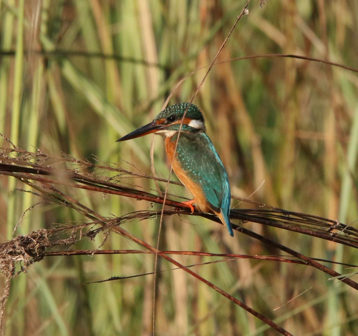Common Kingfisher (Common) - ML644605473