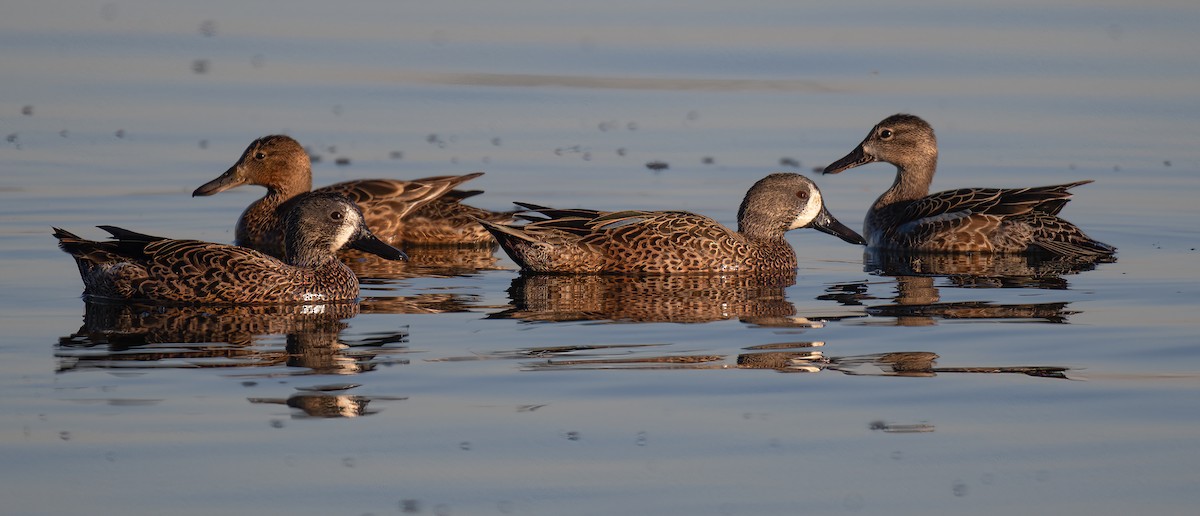 ミカヅキシマアジ - ML644605478
