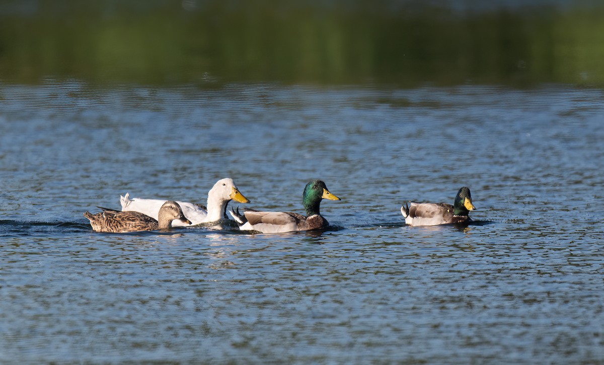 Mallard (Domestic type) - ML644605488