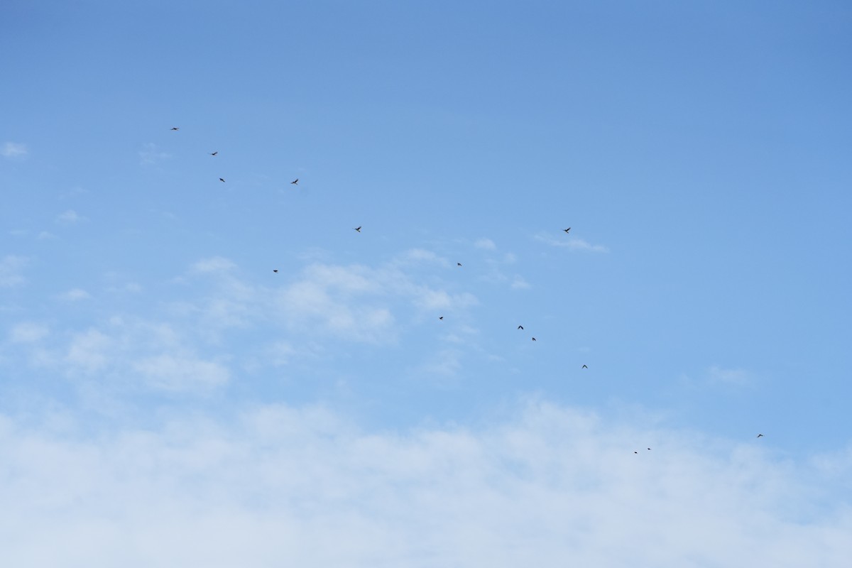 Geai bleu - ML644605491