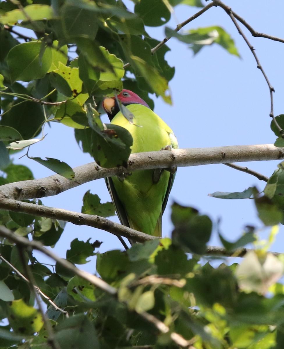 Plum-headed Parakeet - ML644605496