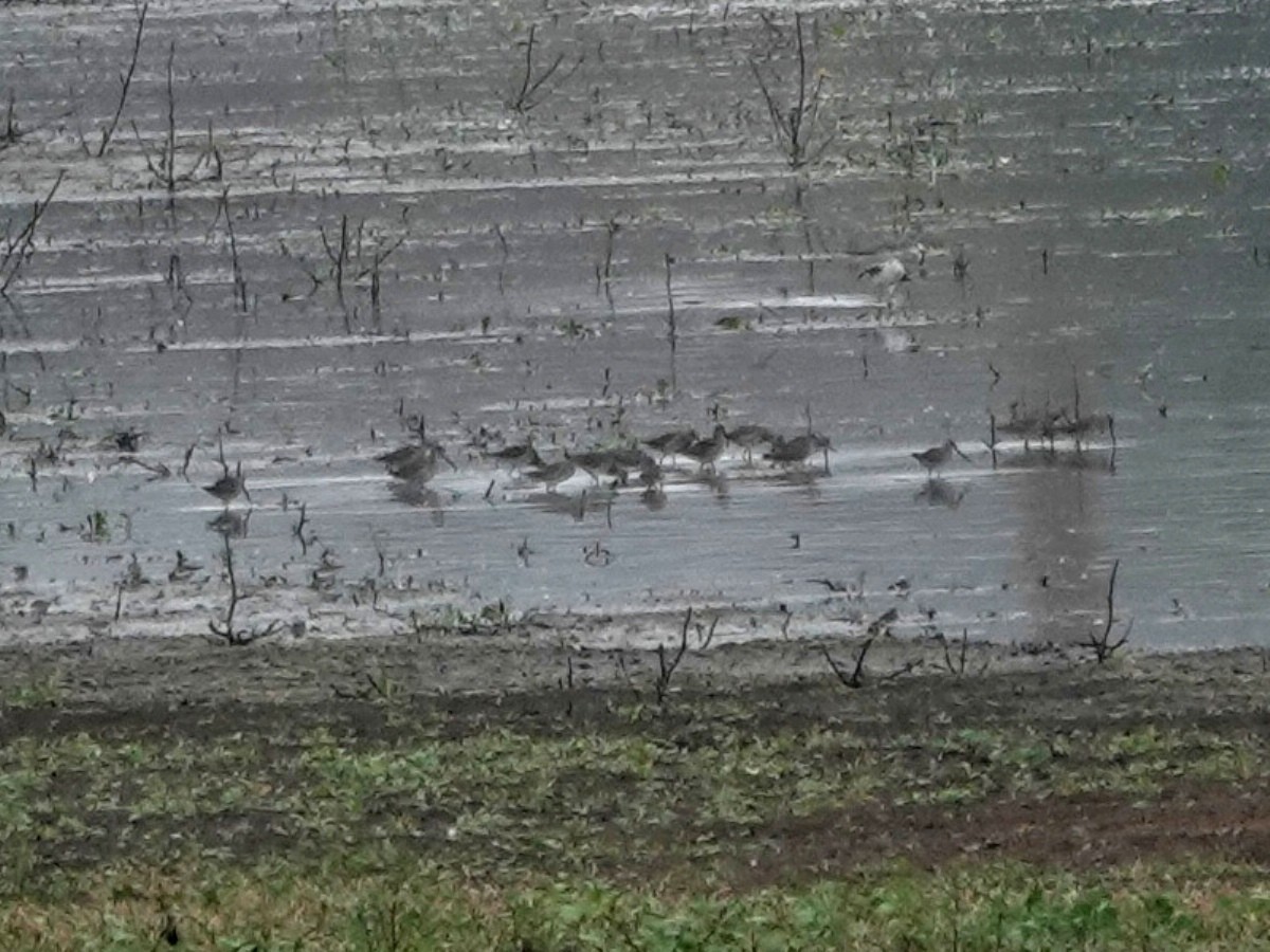 Bécassin à long bec - ML644605499