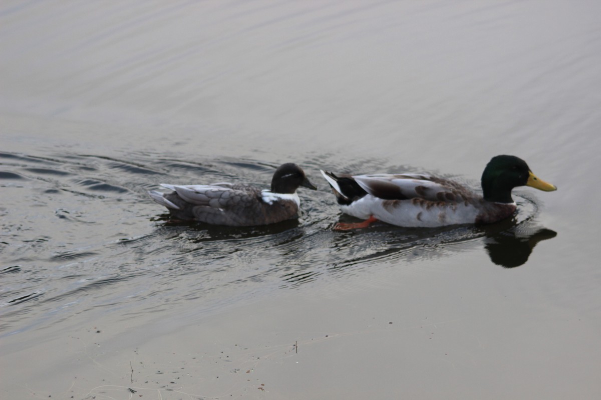 Mallard (Domestic type) - ML644605502