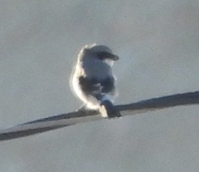Loggerhead Shrike - ML644605503
