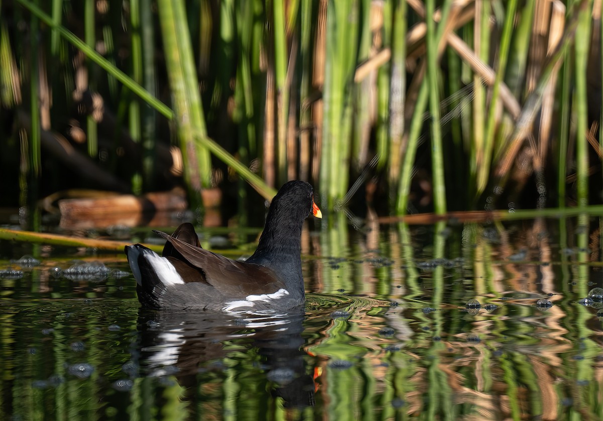 Common Gallinule - ML644605515