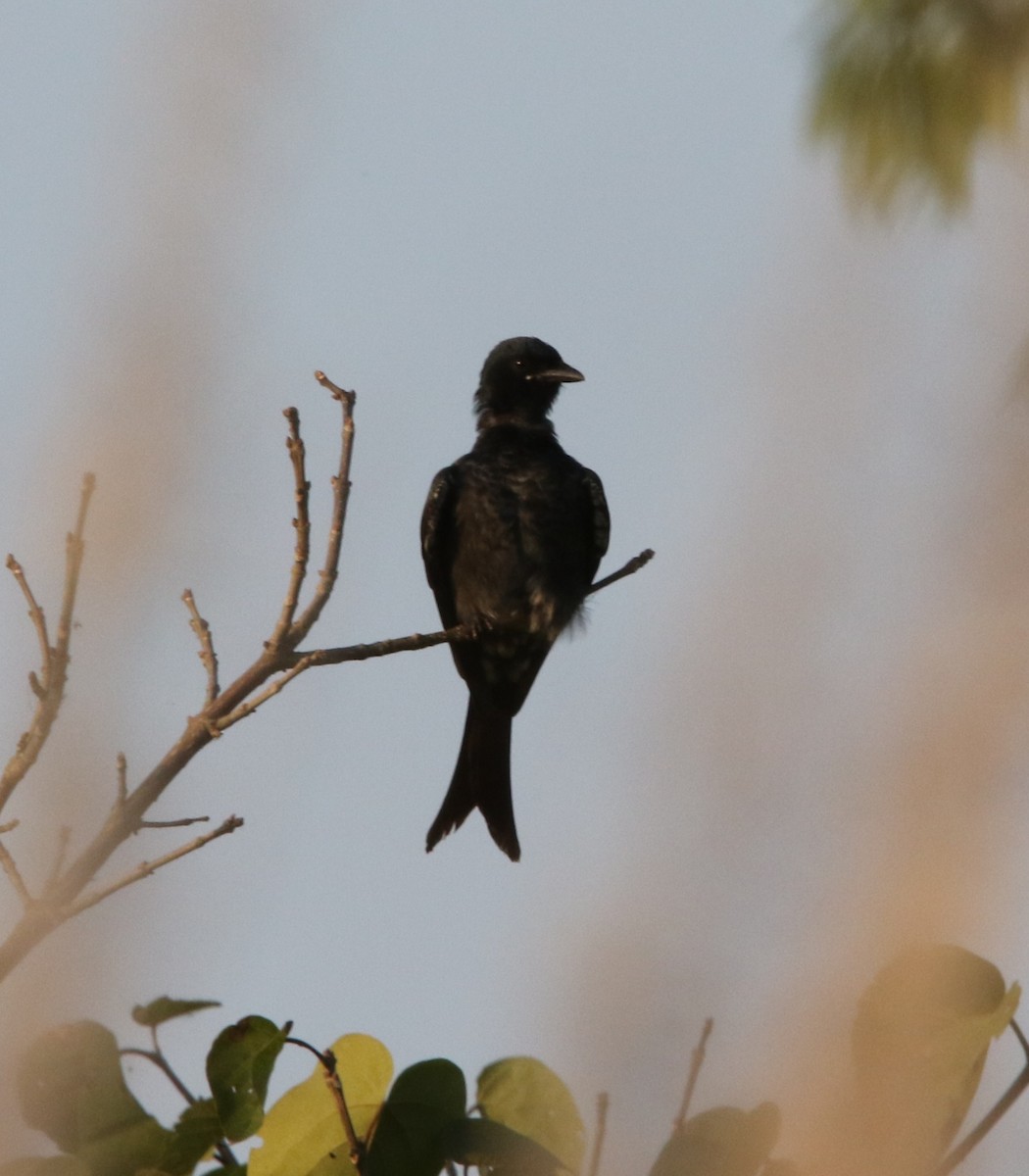 Хар доронго - ML644605520