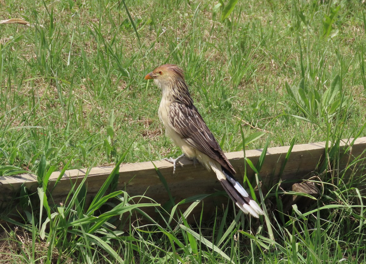 Guirakuckuck - ML644605531