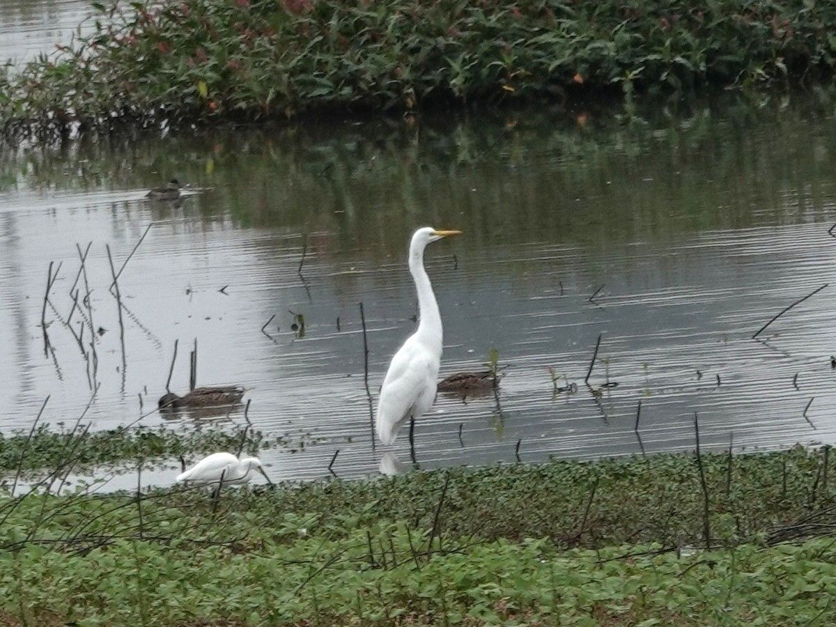 Great Egret - ML644605534