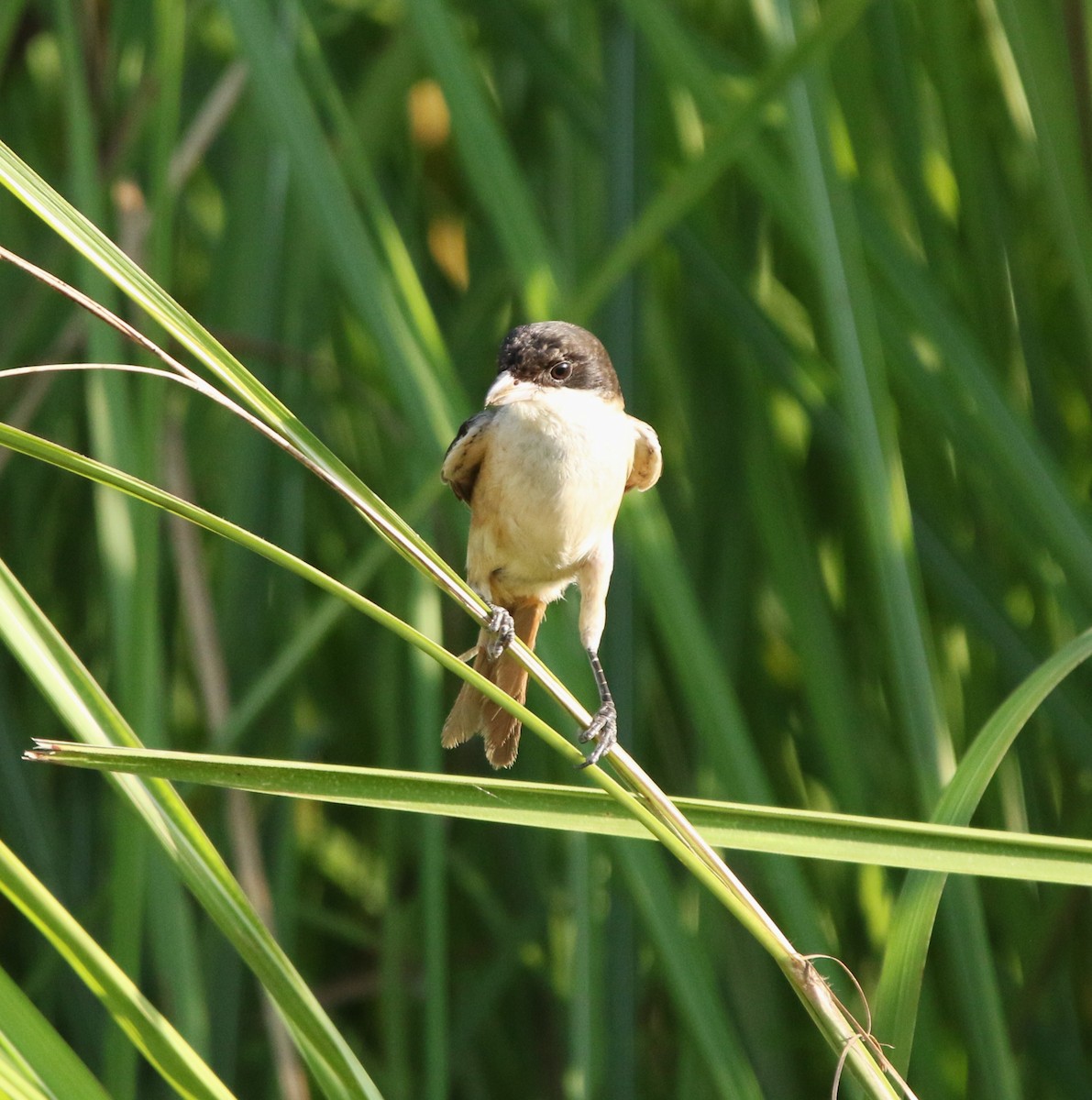 Алаг дунхай - ML644605535