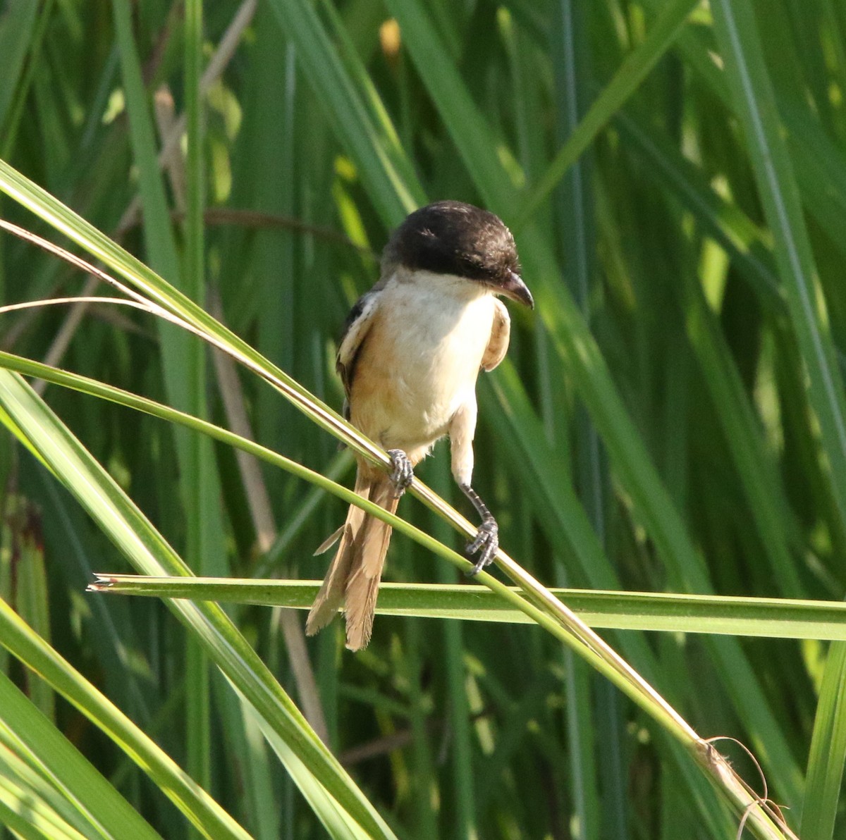 Алаг дунхай - ML644605536