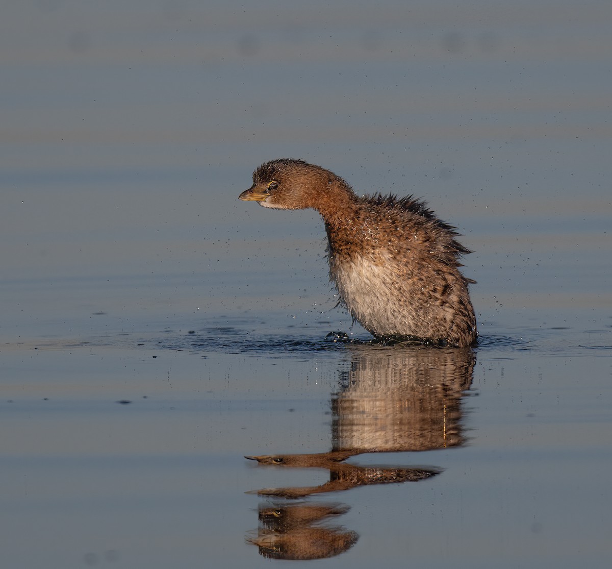 ringnebbdykker - ML644605539