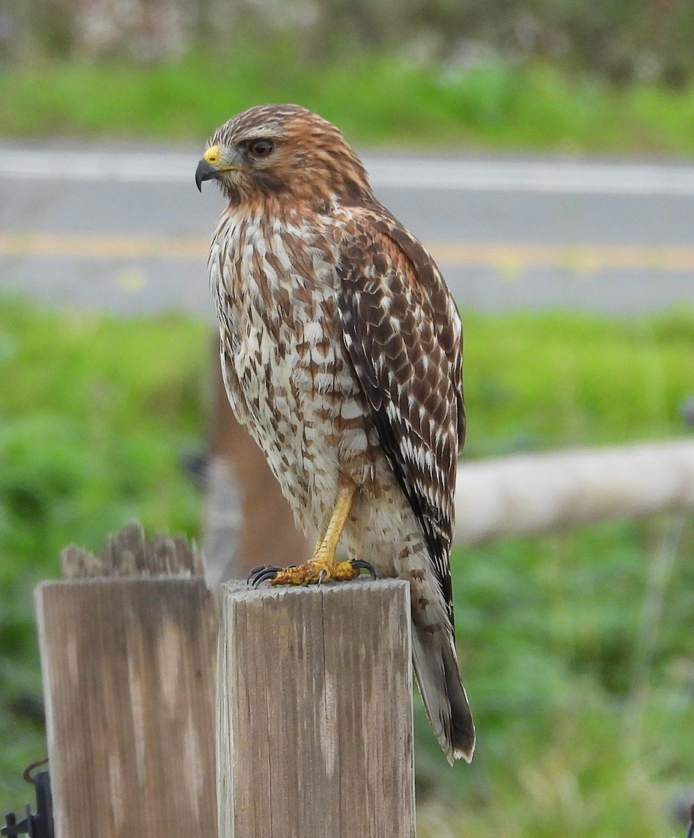 Red-shouldered Hawk - ML644605553
