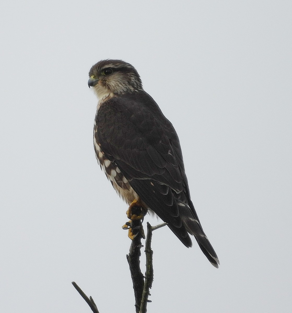 בז גמדי - ML644605563
