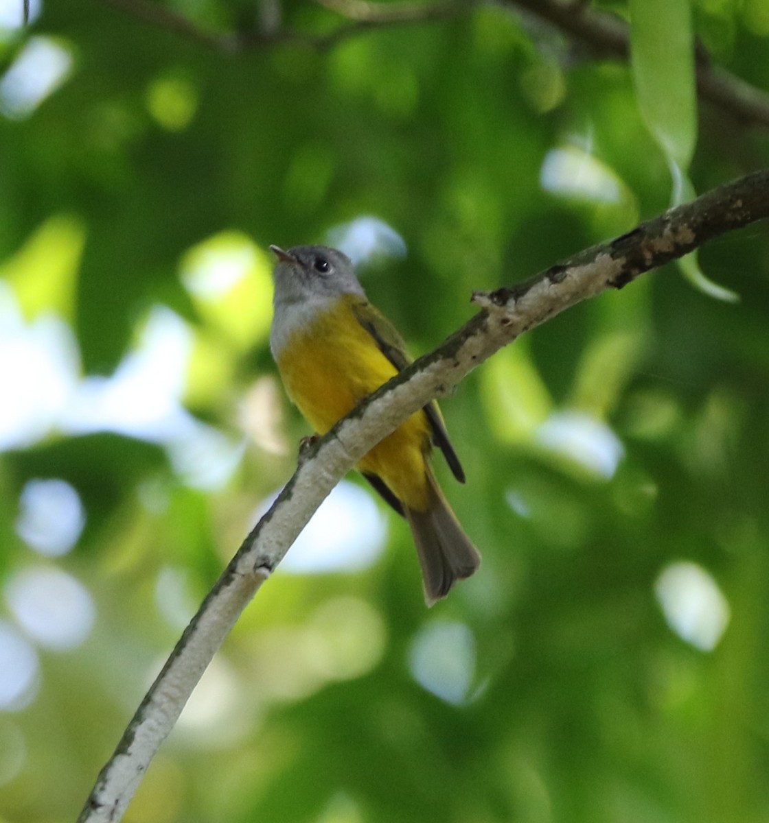 Gray-headed Canary-Flycatcher - ML644605568