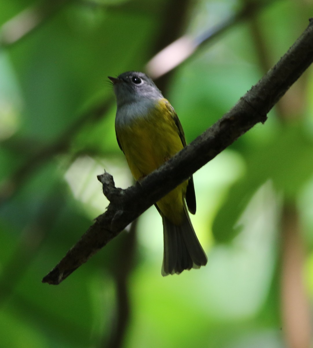 Gray-headed Canary-Flycatcher - ML644605569