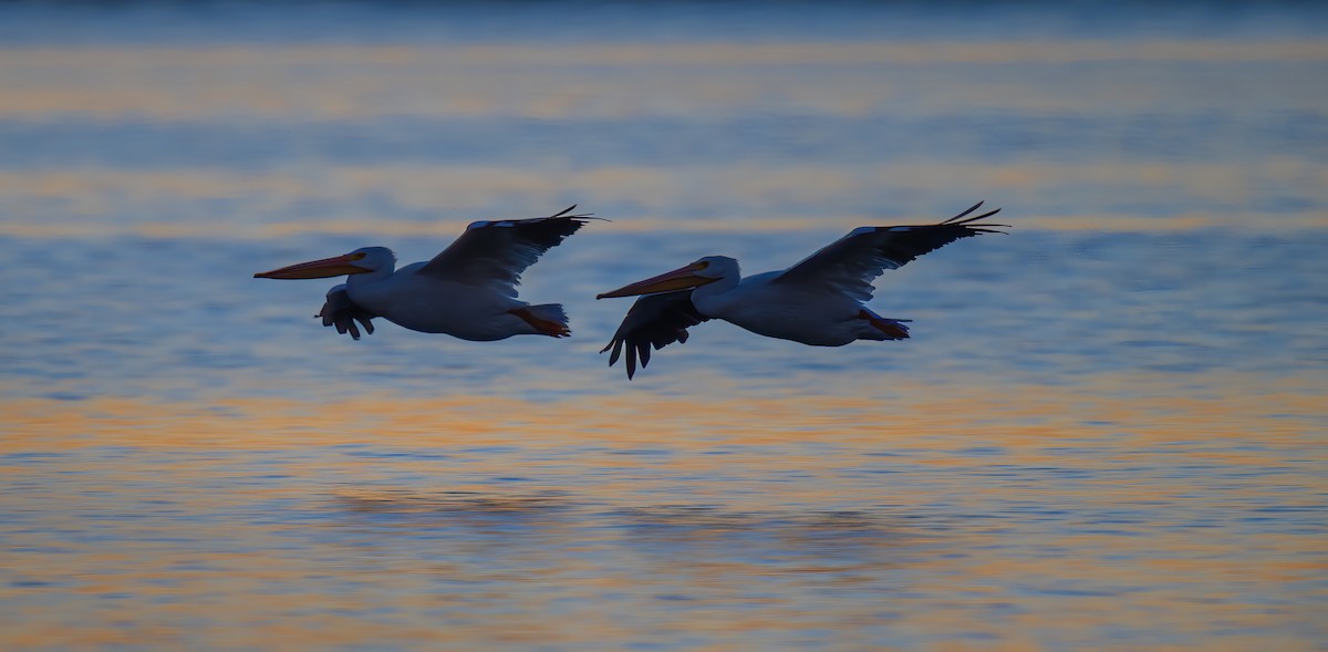 American White Pelican - ML644605576