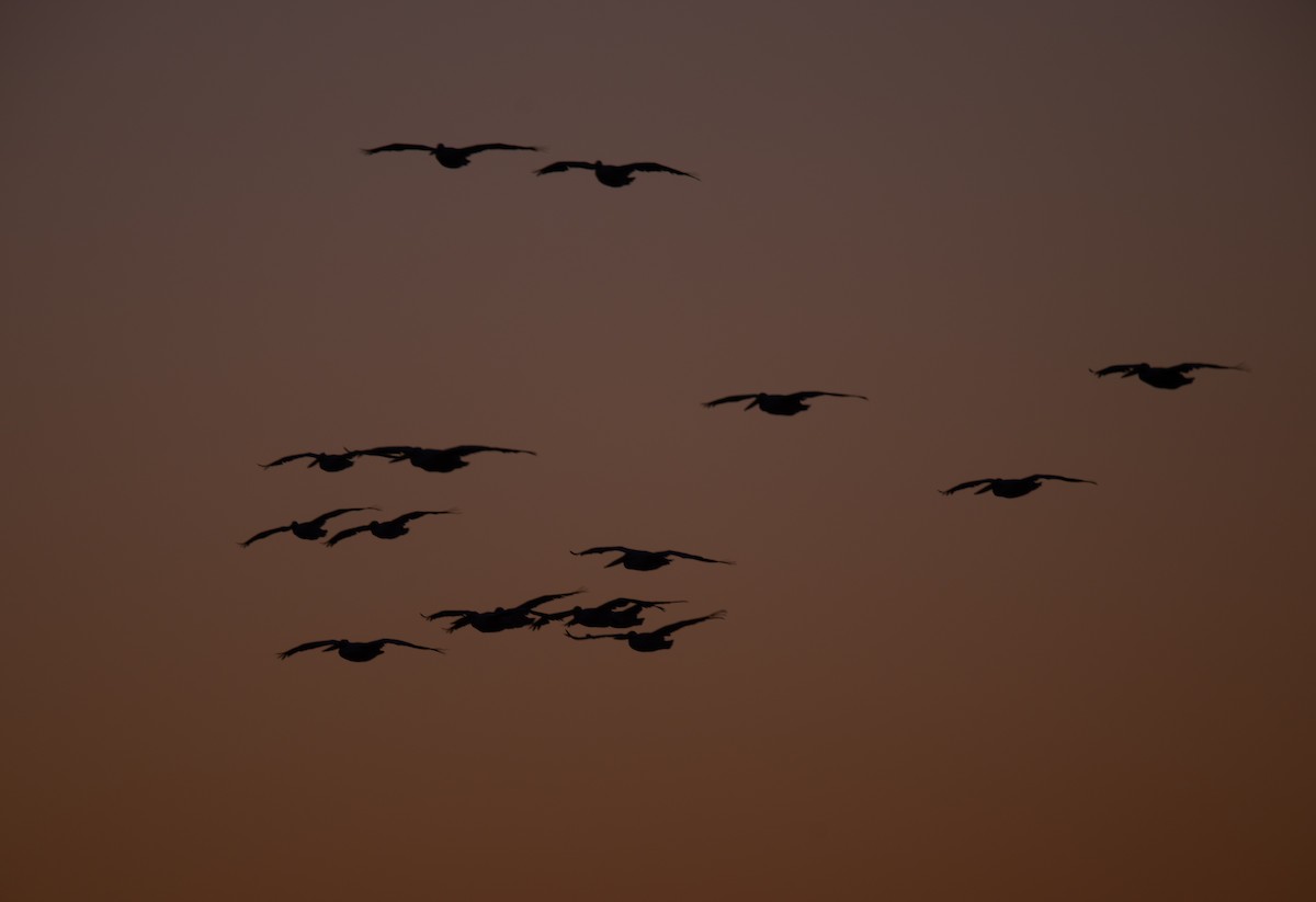 American White Pelican - ML644605577