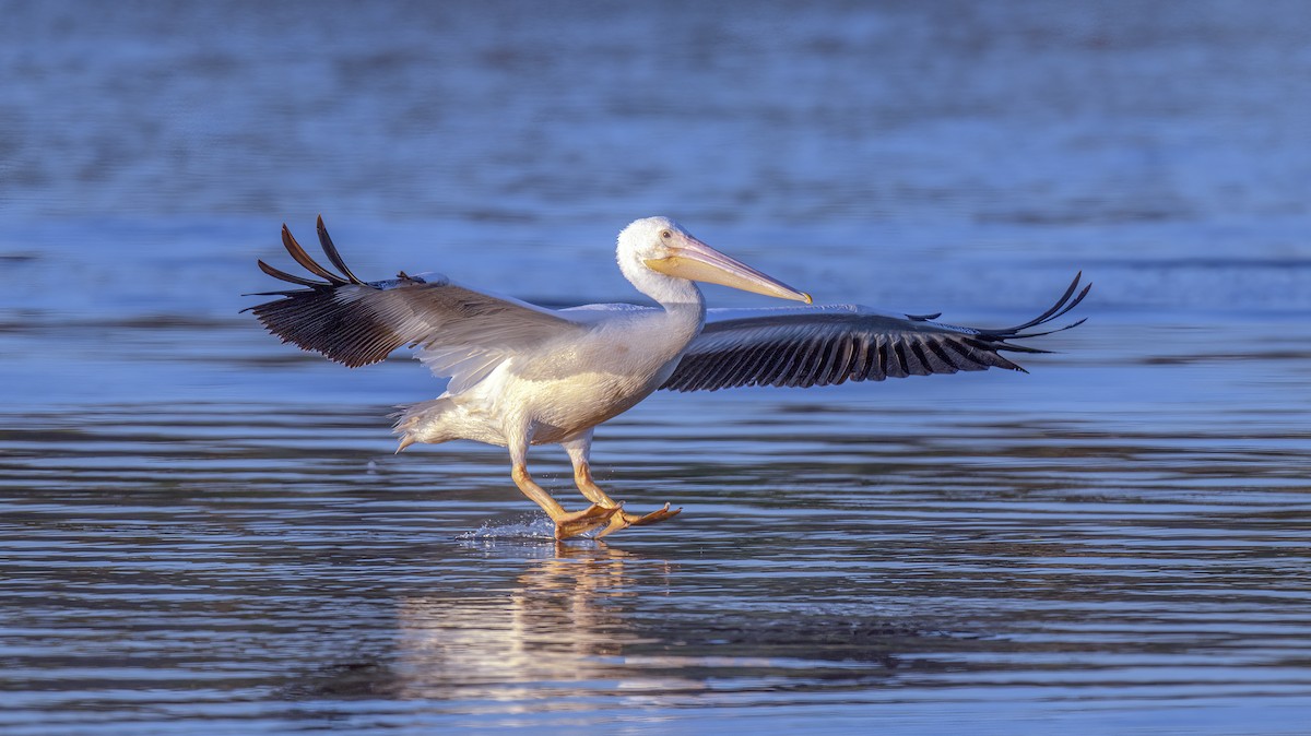 American White Pelican - ML644605579