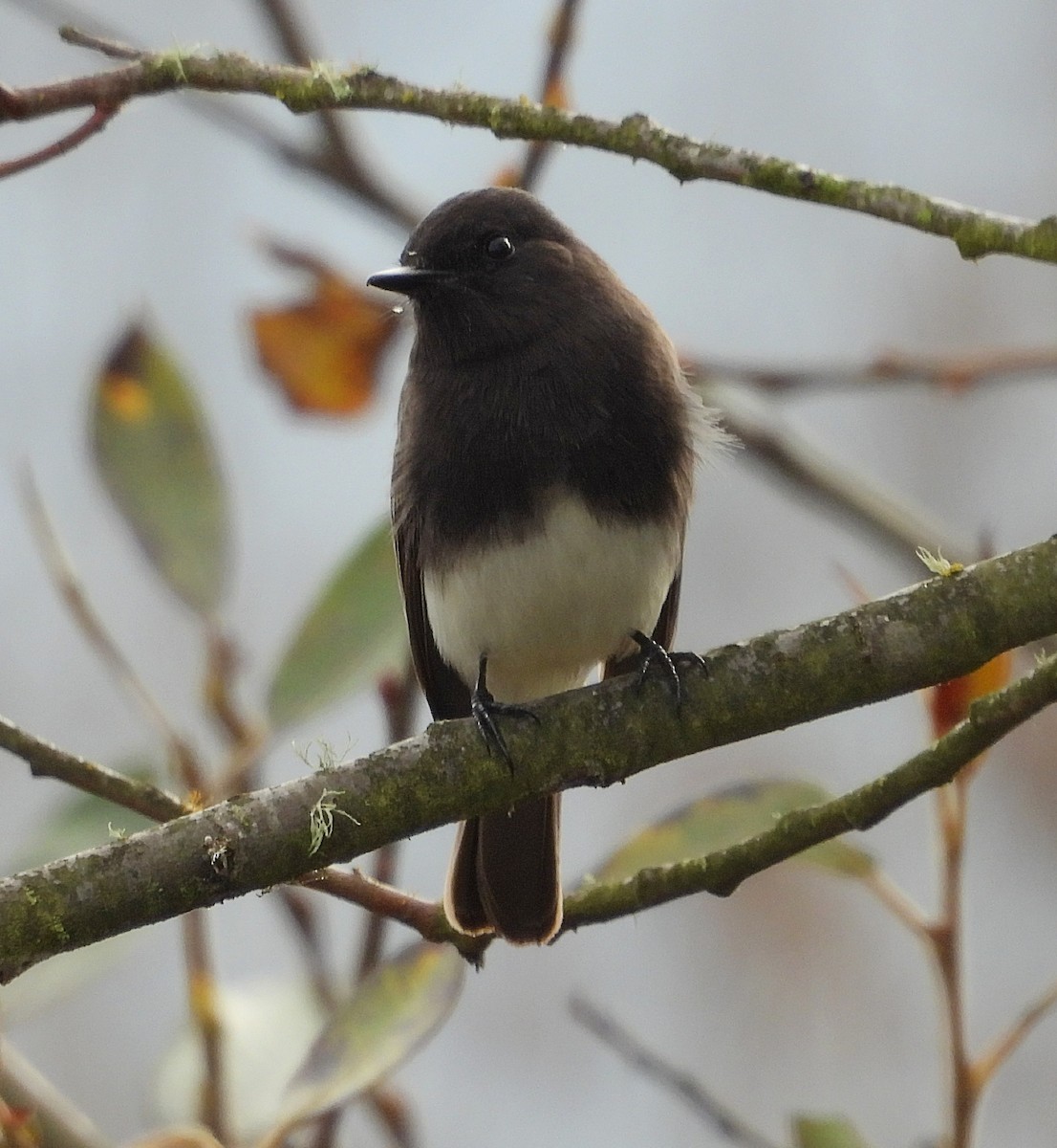 Black Phoebe - ML644605581