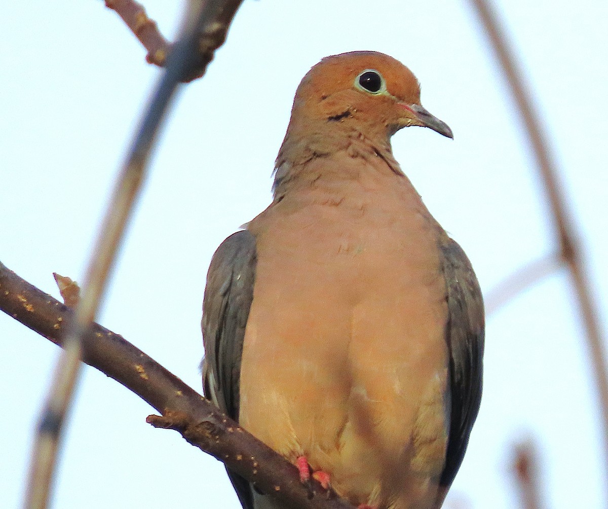 ナゲキバト - ML644605582