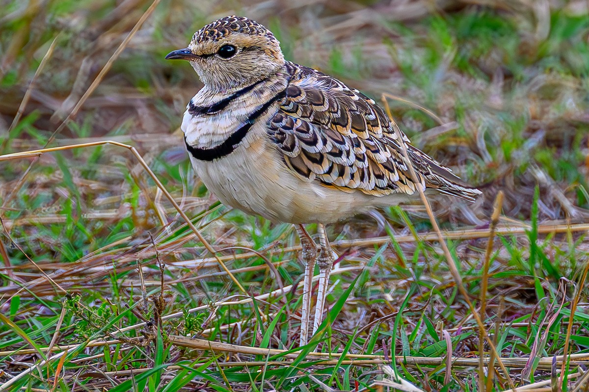 フタオビスナバシリ - ML644605588