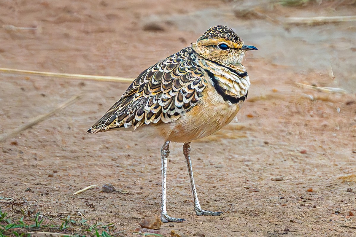 フタオビスナバシリ - ML644605589