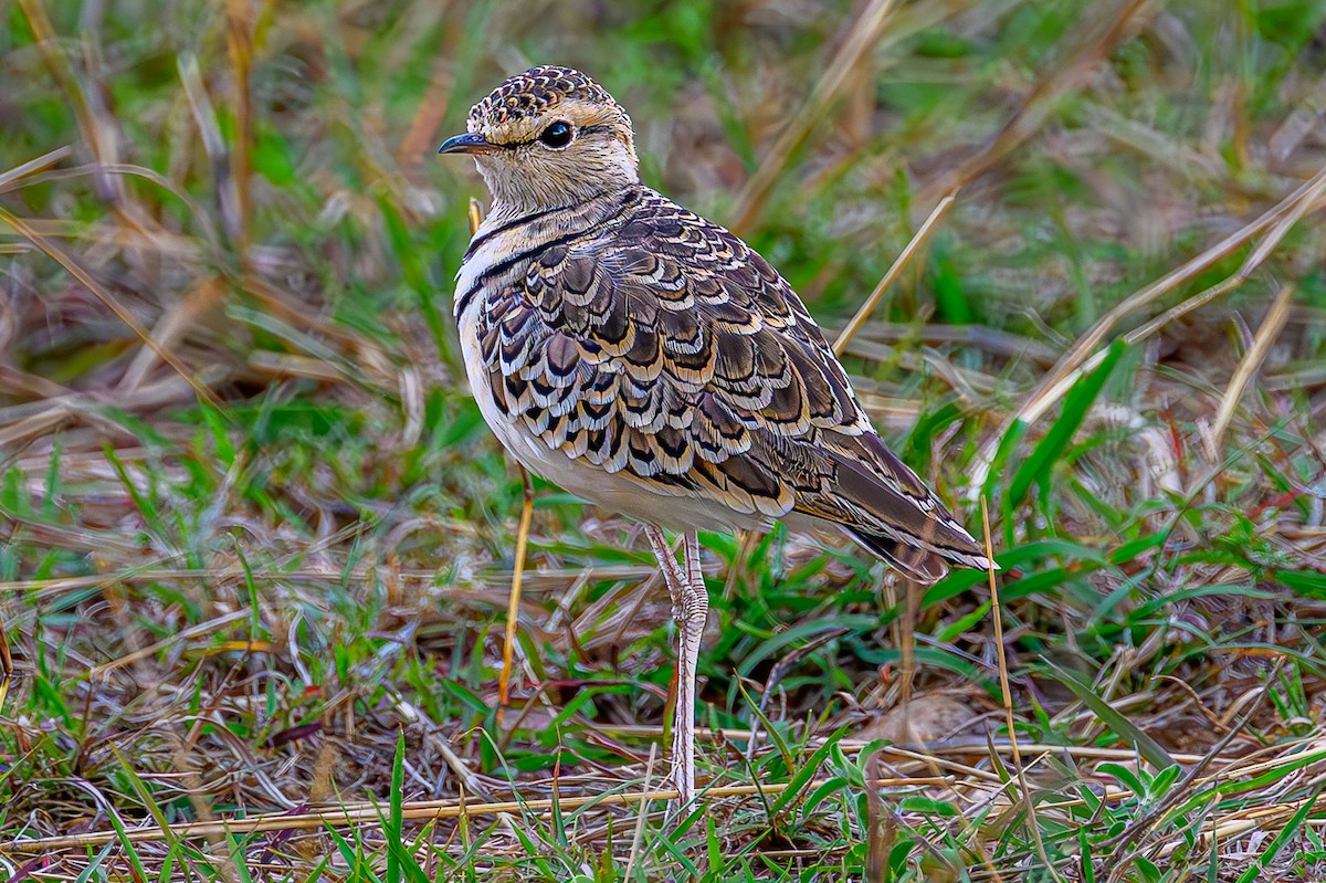 フタオビスナバシリ - ML644605590