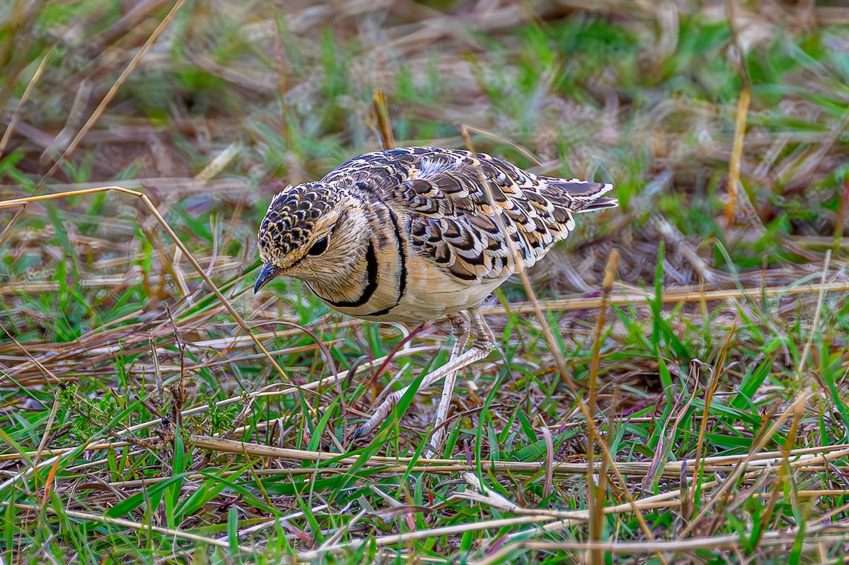 フタオビスナバシリ - ML644605591