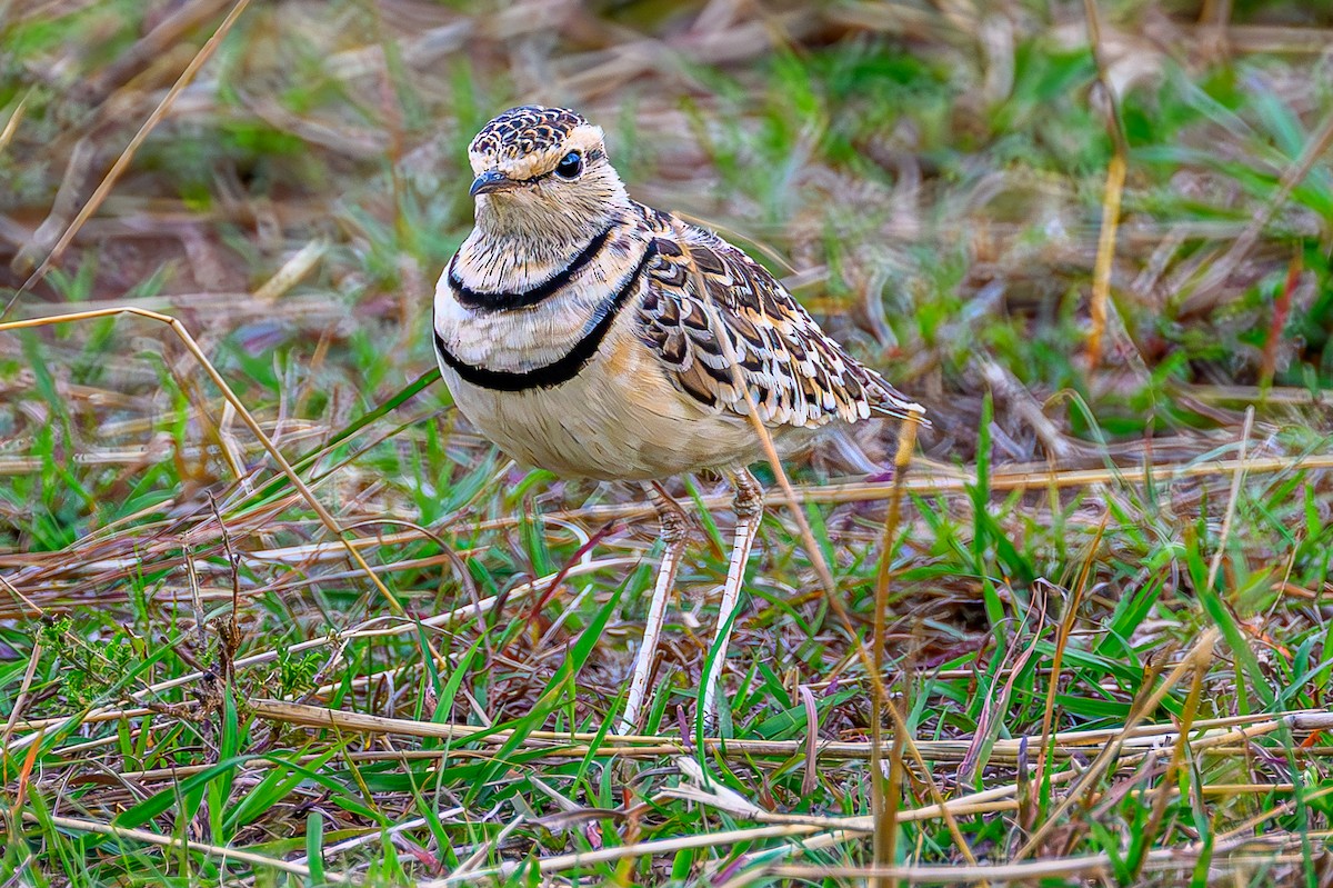 フタオビスナバシリ - ML644605592