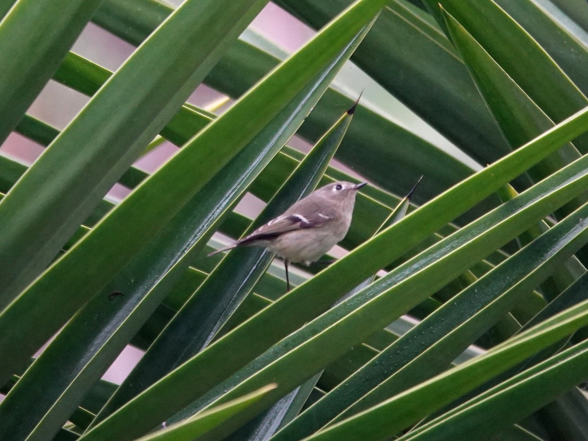 Ruby-crowned Kinglet - ML644605595