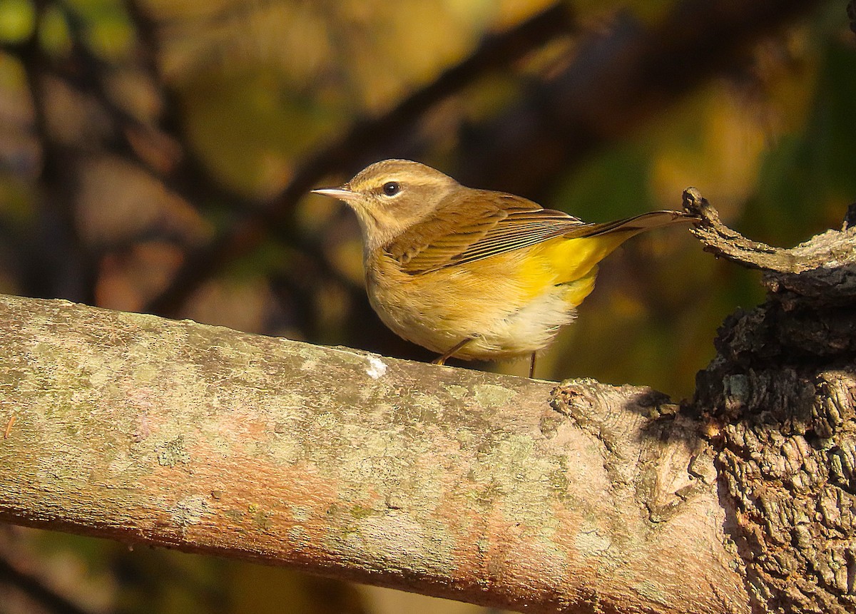 Paruline à couronne rousse - ML644605596