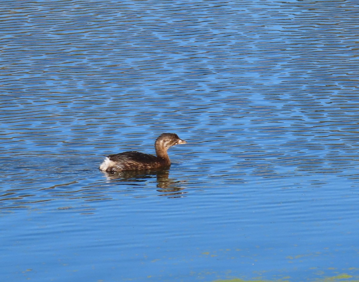 Kalın Gagalı Batağan - ML644605600