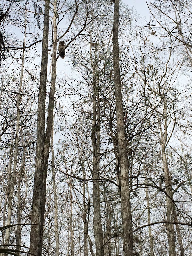 Barred Owl - ML644605601