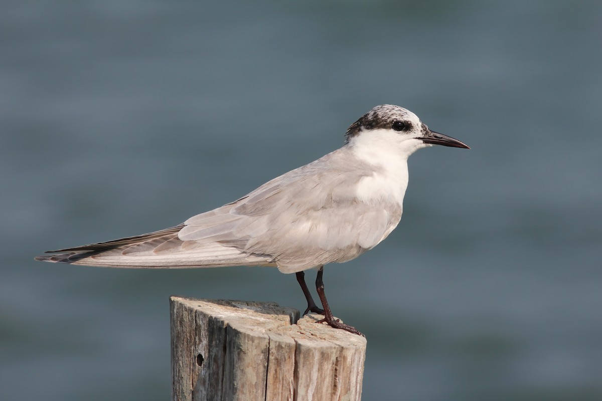 Цагаан шанаат хараалай - ML644605602