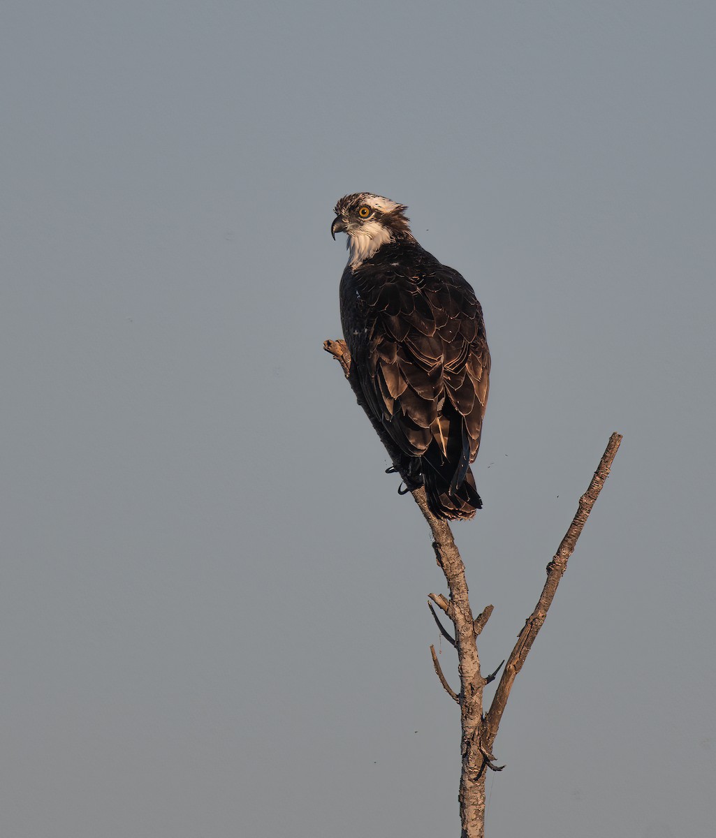 Osprey - ML644605603