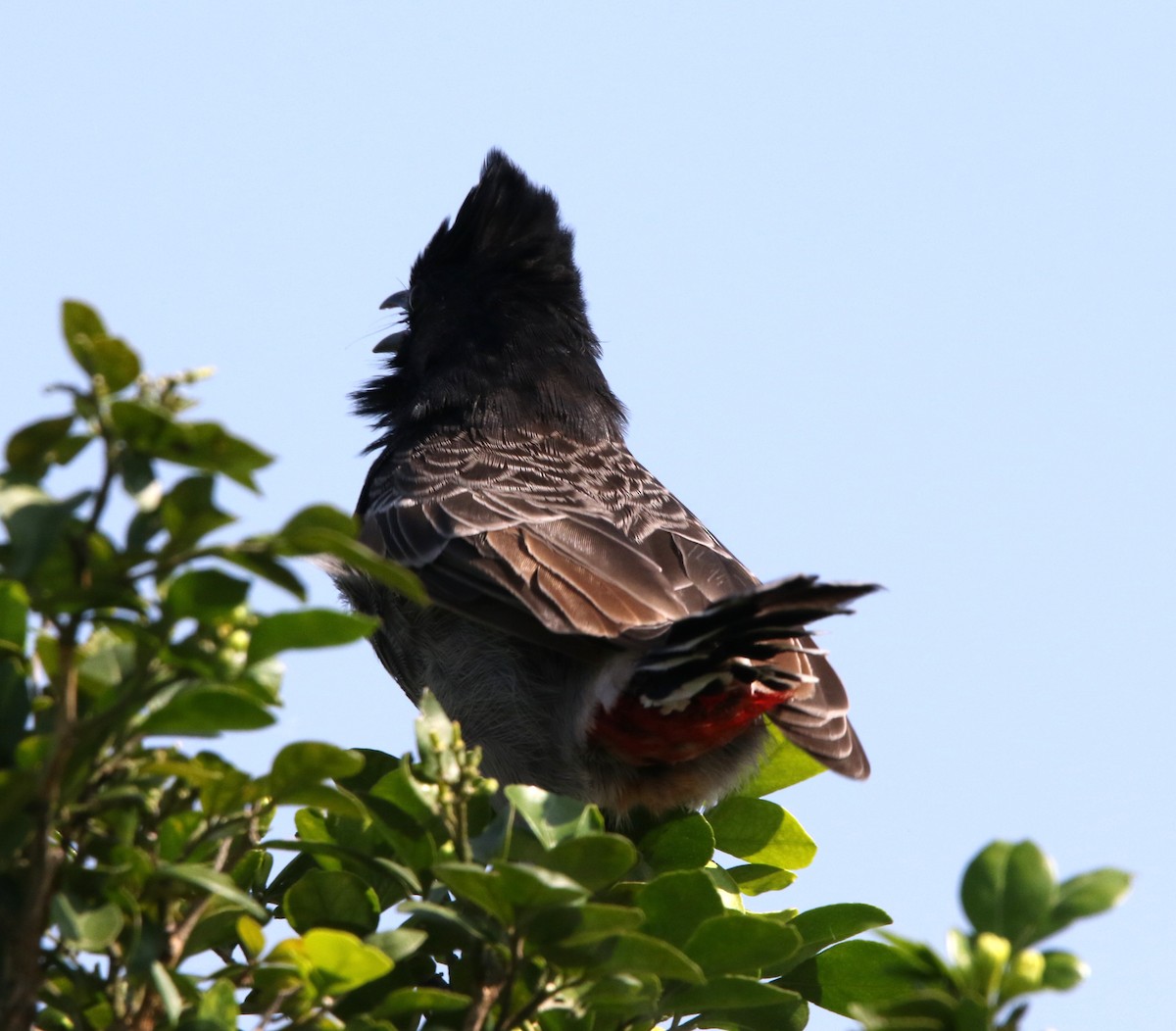 Red-vented Bulbul - ML644605605