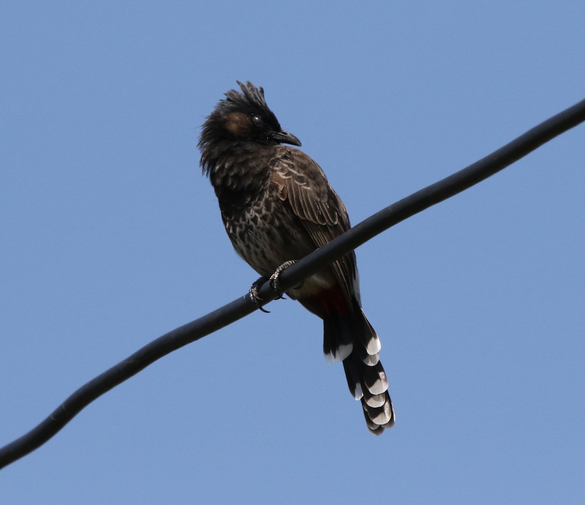 Red-vented Bulbul - ML644605606