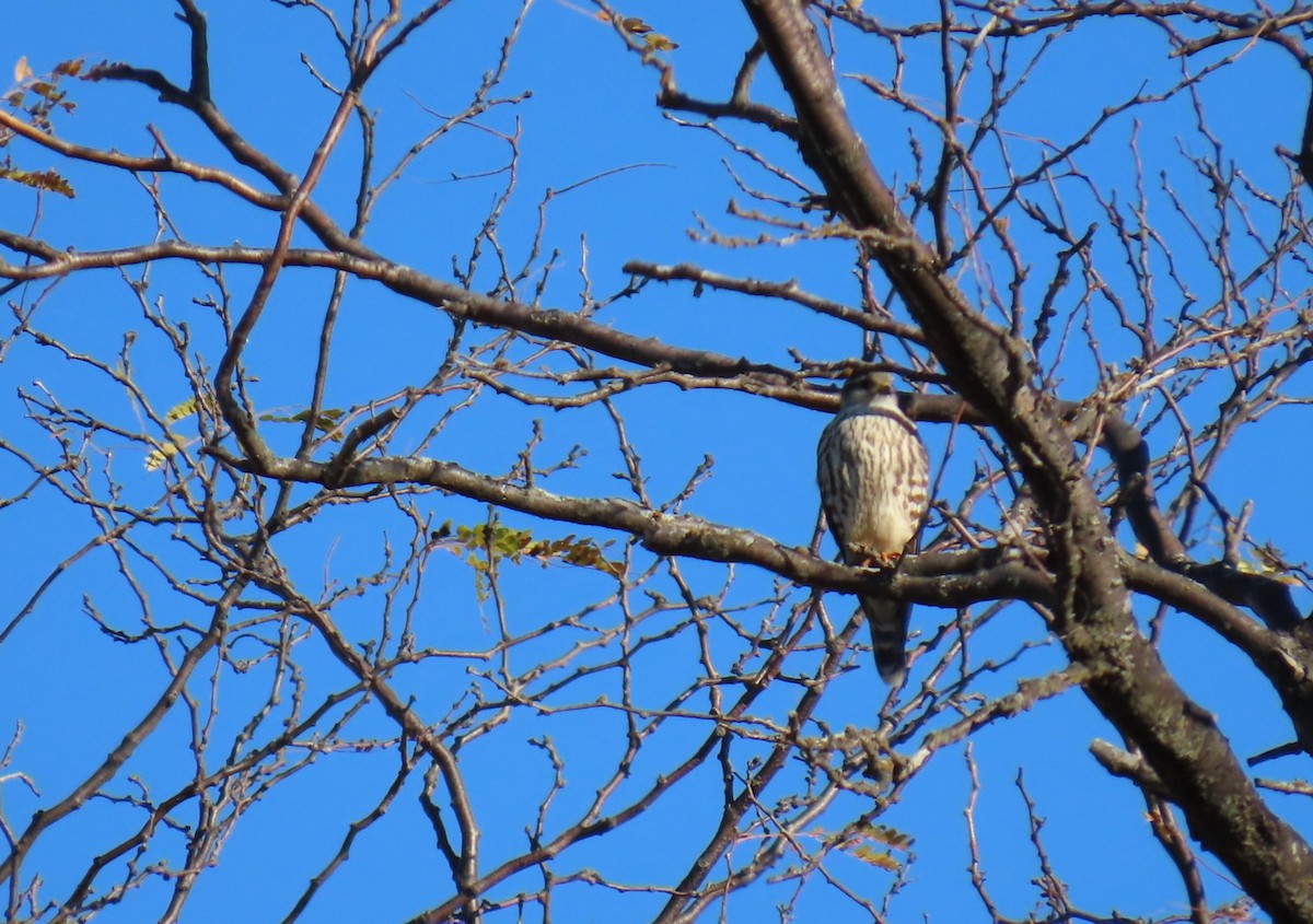 Boz Doğan - ML644605607