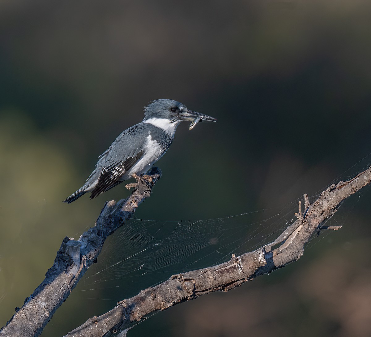 Belted Kingfisher - ML644605613