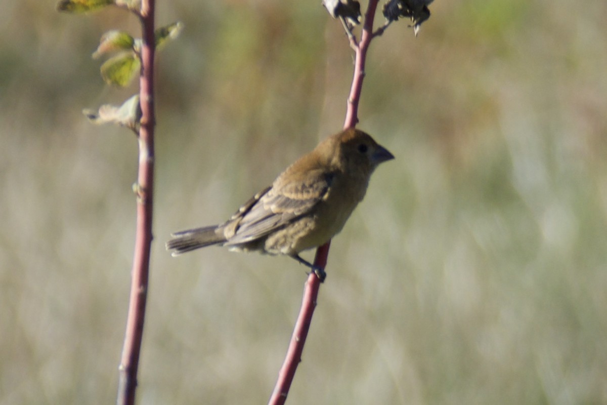 Blue Grosbeak - ML644605616