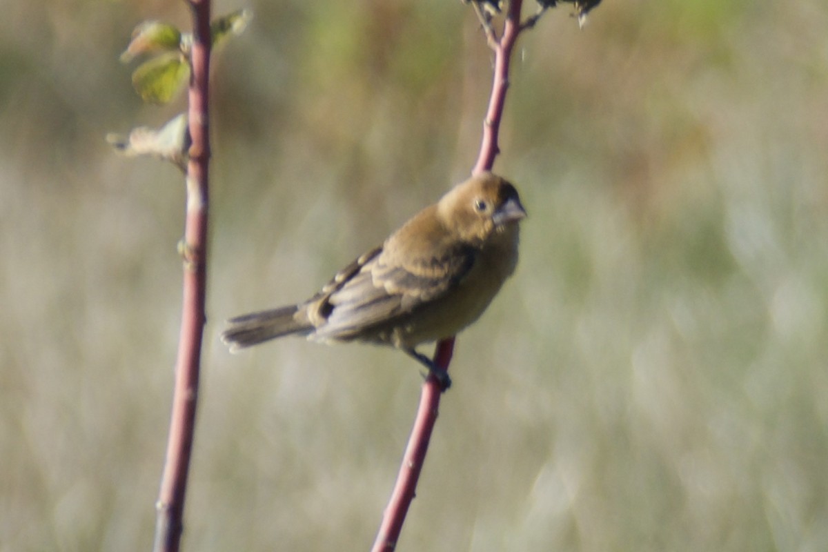 Blue Grosbeak - ML644605617