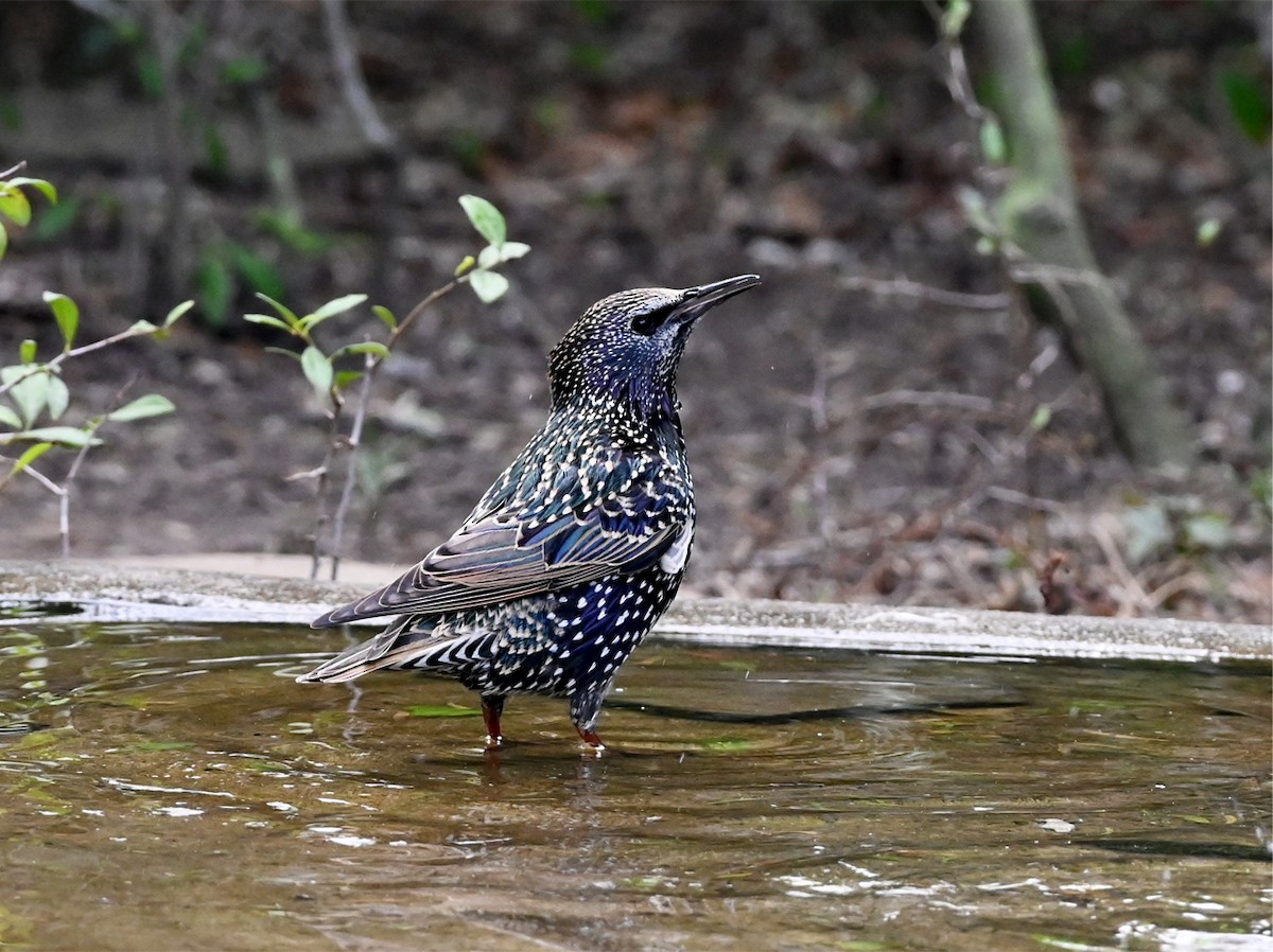European Starling - ML644605619
