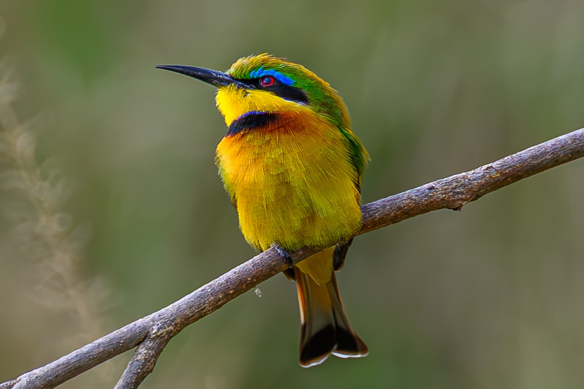 Little Bee-eater - ML644605626
