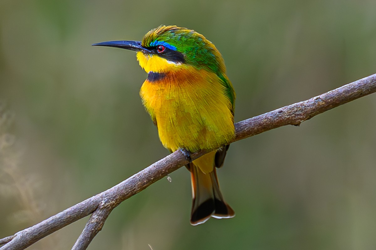 Little Bee-eater - ML644605627