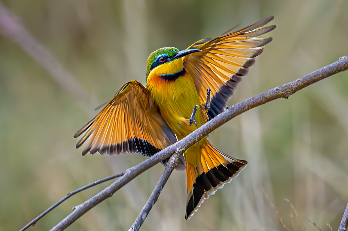Little Bee-eater - ML644605628