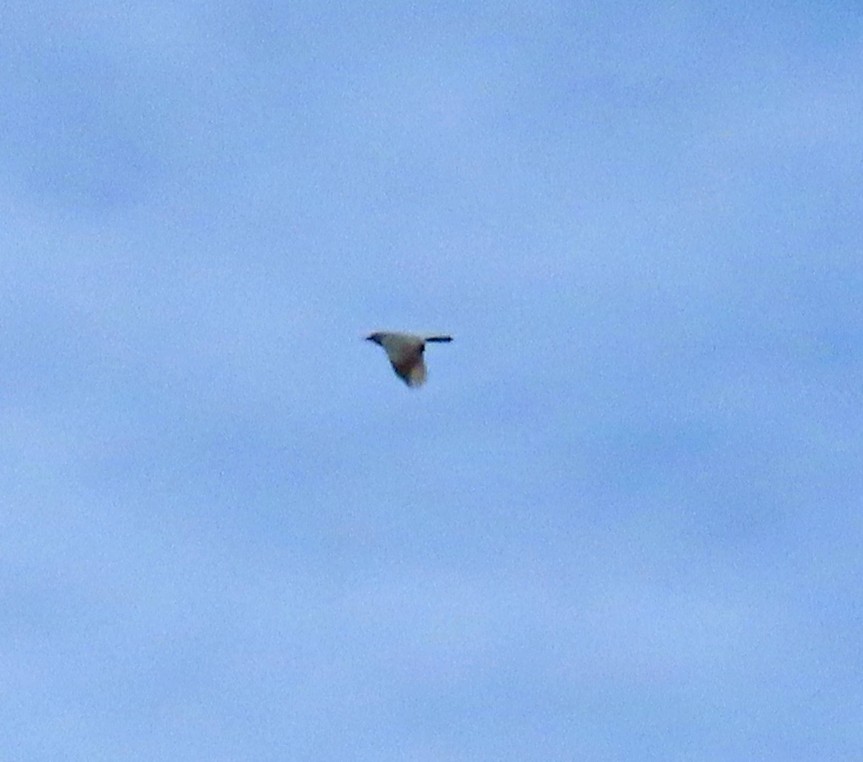 Pinyon Jay - ML644605629