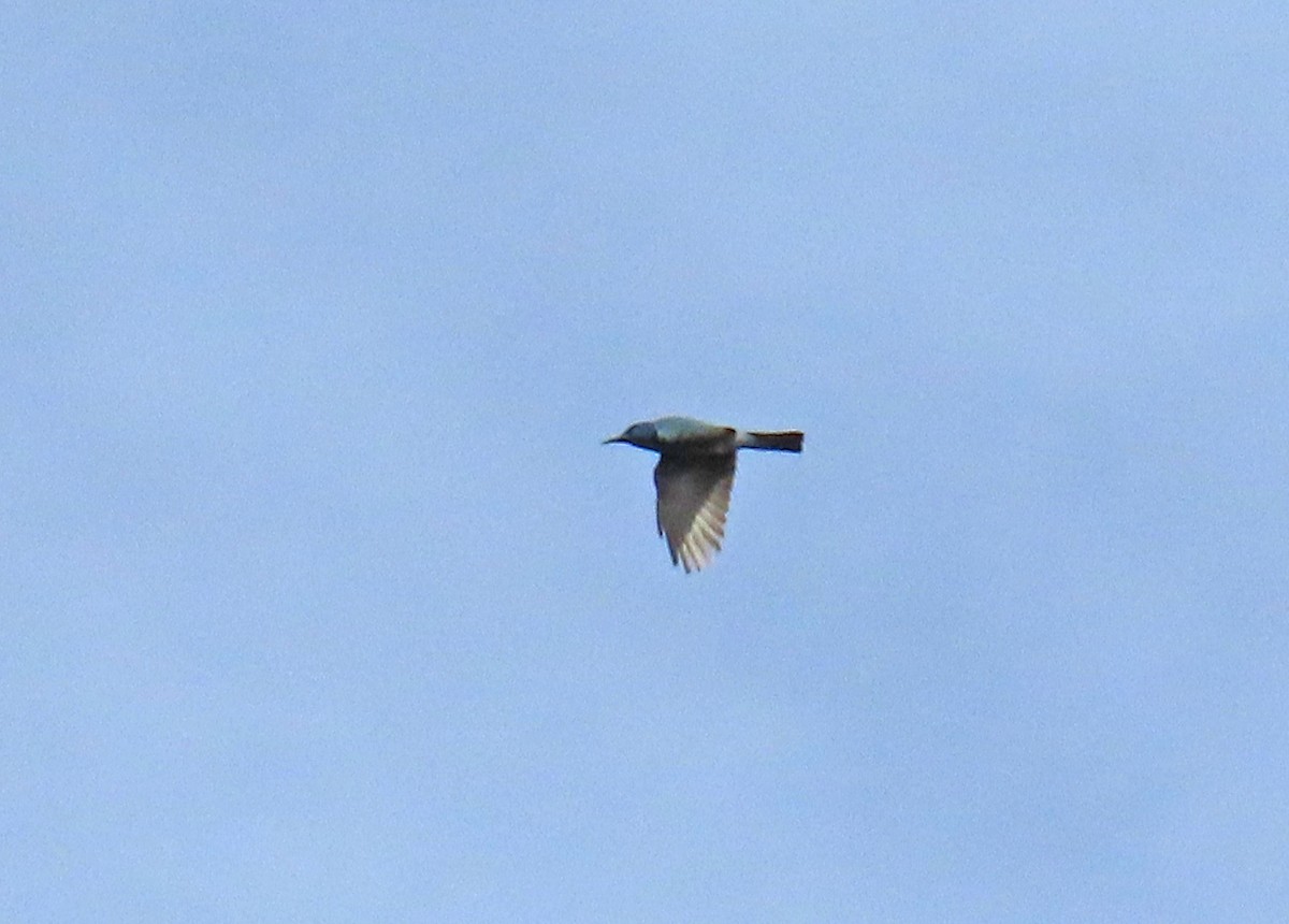 Pinyon Jay - ML644605631