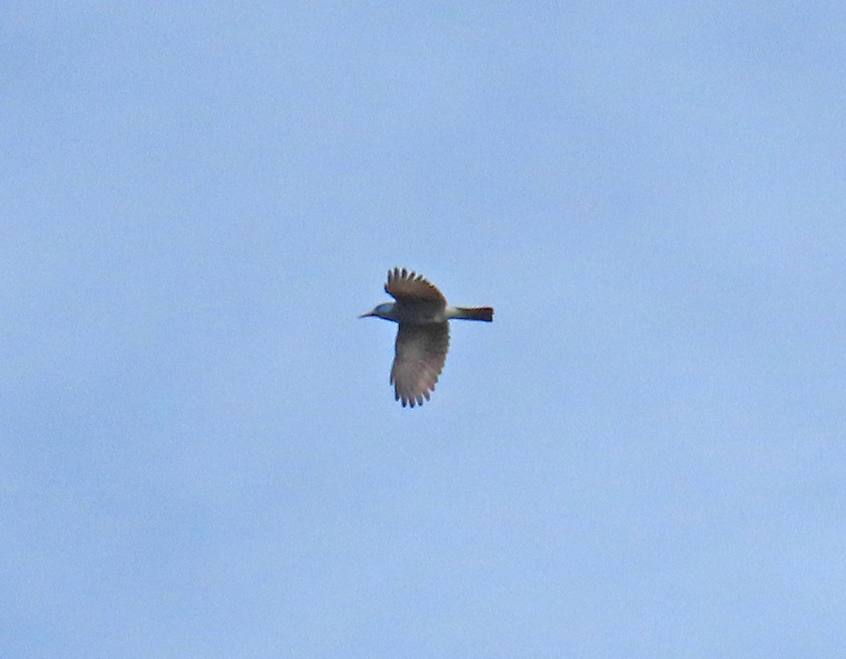 Pinyon Jay - ML644605632