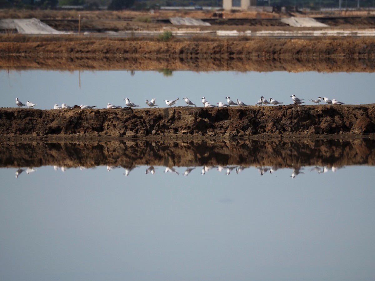 Пестроносая крачка - ML644605646